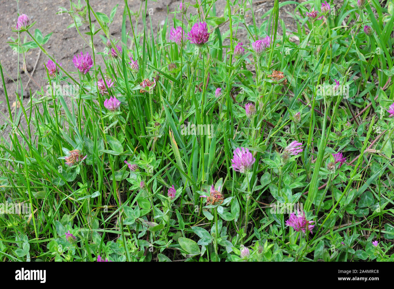 Trifoglio rosso (Trifolium pratense) fiorire come il lato di un vicolo del paese. Foto Stock