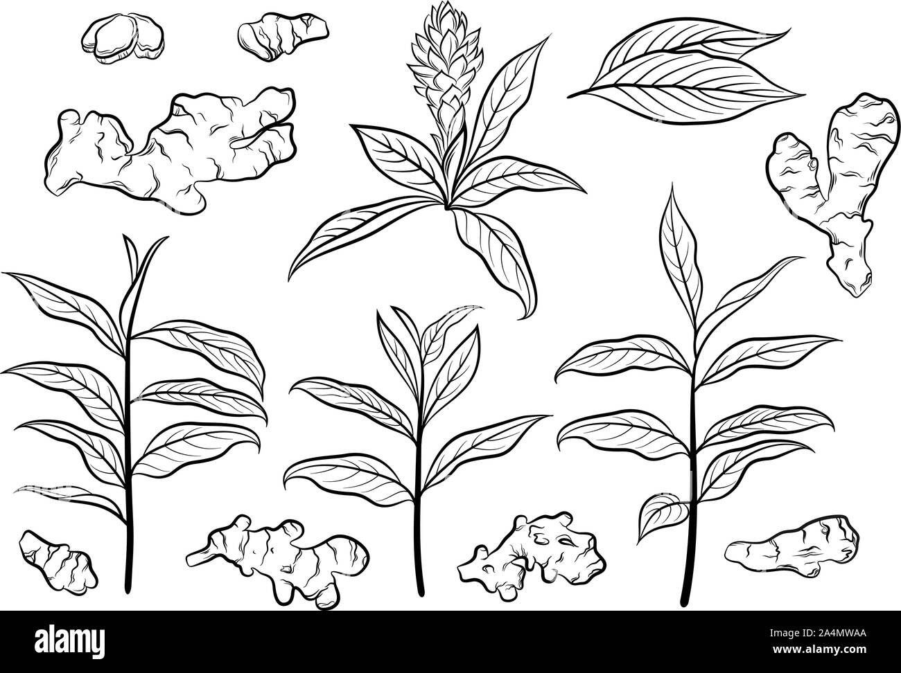 Zenzero, set di pittogrammi Illustrazione Vettoriale
