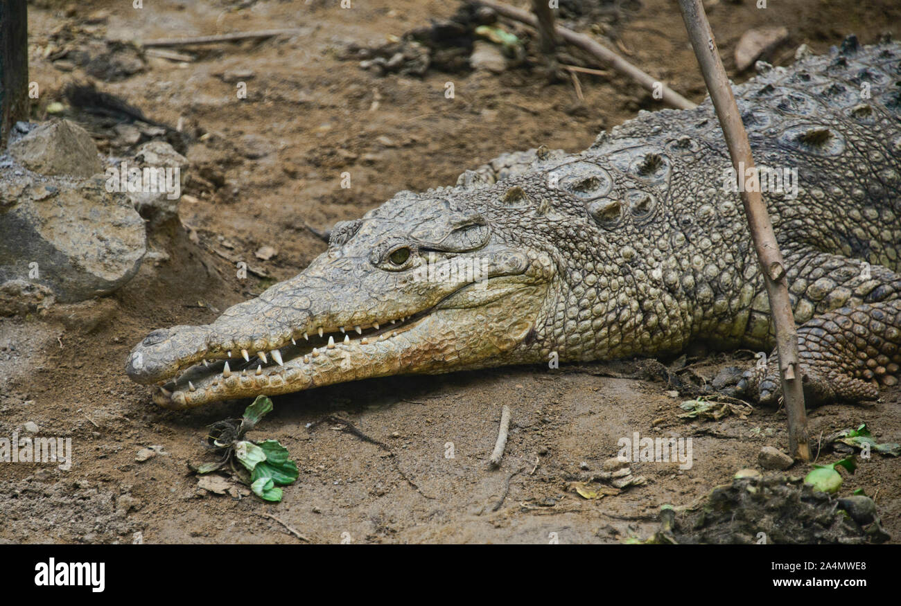 Coltello Artigianale Guanti Per Saldatura Mu00fchlheim II Super