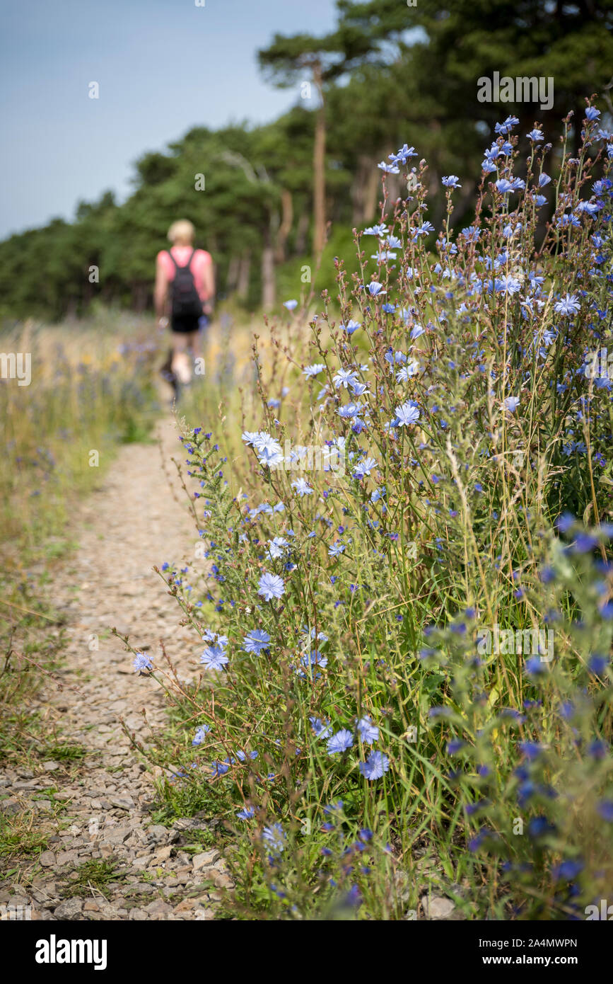 Fiori di campo blu Foto Stock