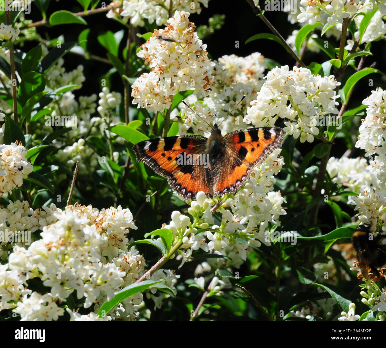 Piccola tartaruga butterfly, Aglais urticae su fading ligustro fiori. Ligustrum ovalifolium. Foto Stock