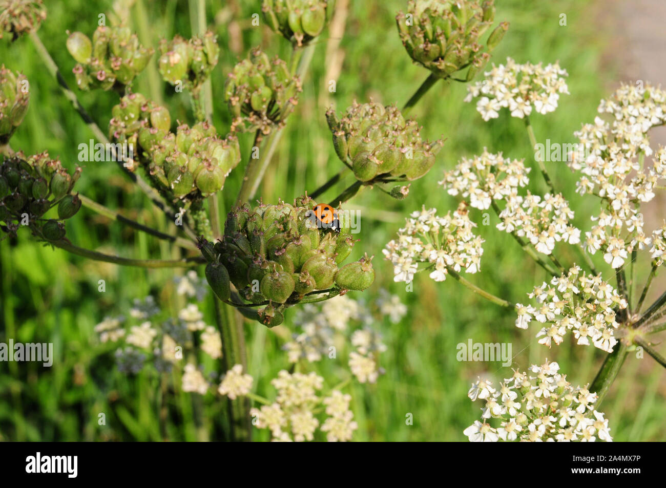 Sette spot coccinella, (Conccinella septempunctata) sulla testa di seme di Hogweed, (Heracleum sphondyllium). Foto Stock