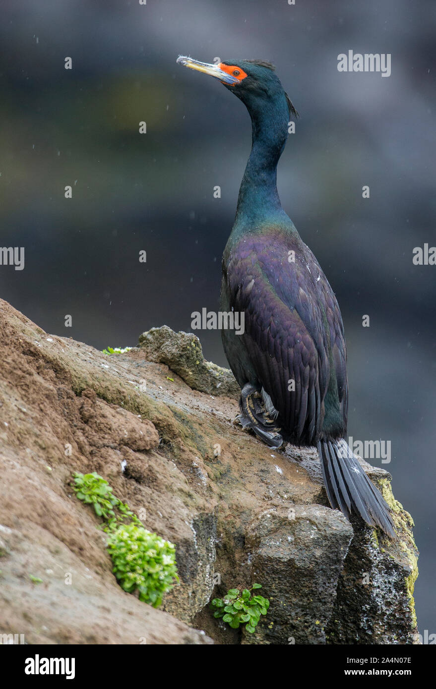 Cormorano nero su roccia Foto Stock