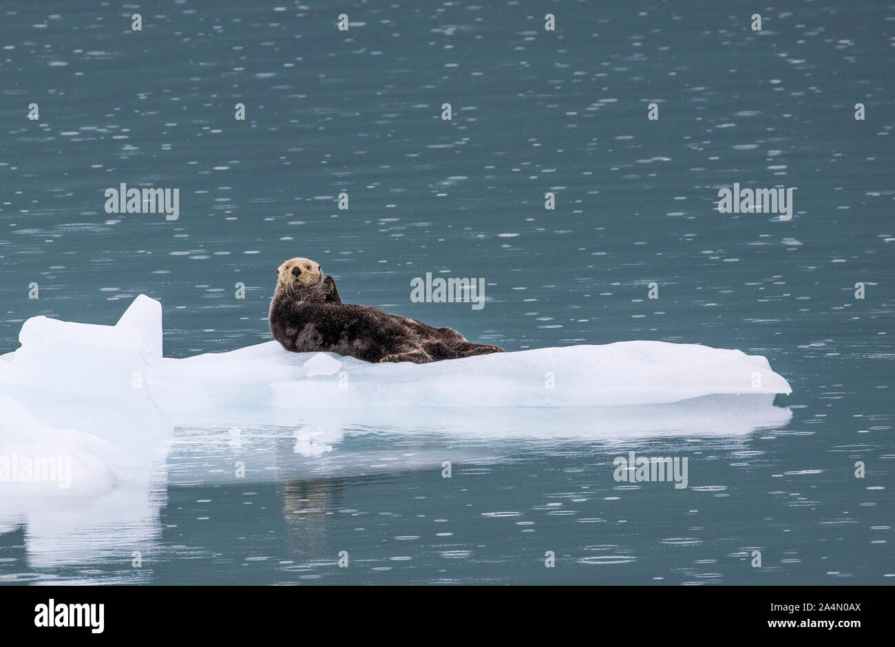 Otter su ghiaccio floe Foto Stock