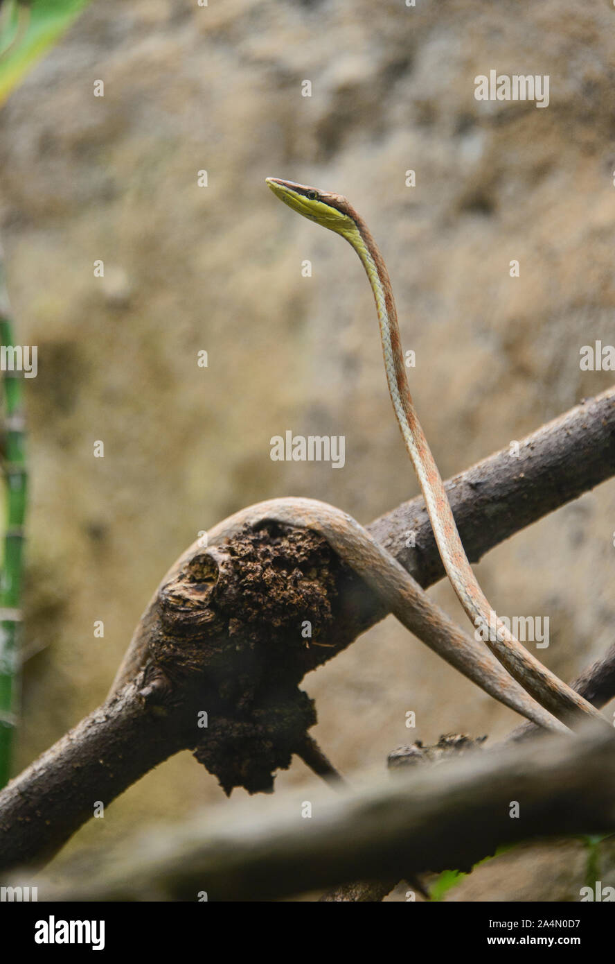 Cope vine snake (oxybelis brevirostris), Ecuador Foto Stock