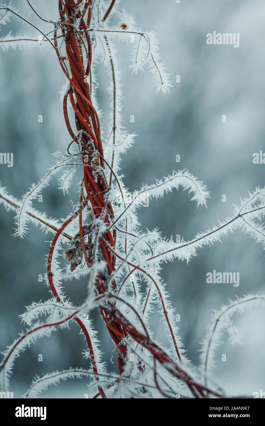 Gelo sulla pianta Foto Stock