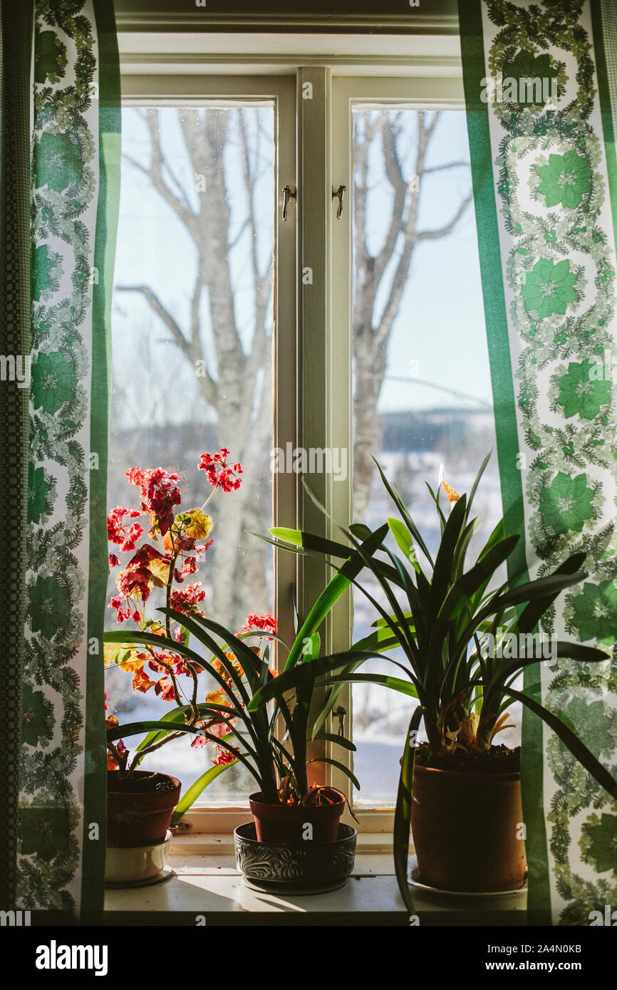 Piante in vaso sul davanzale della finestra Foto Stock