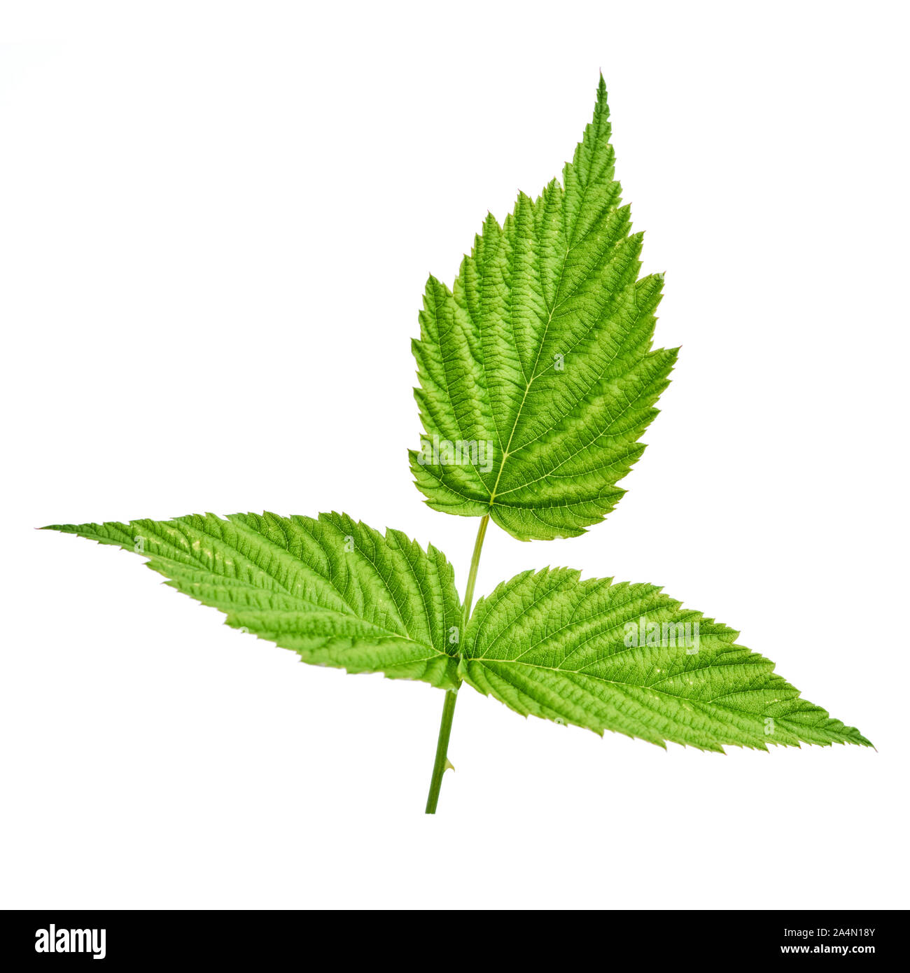 Foglia di lampone isolati su sfondo bianco. Può essere usato come un fustellato per la marcatura con frutti di bosco Foto Stock