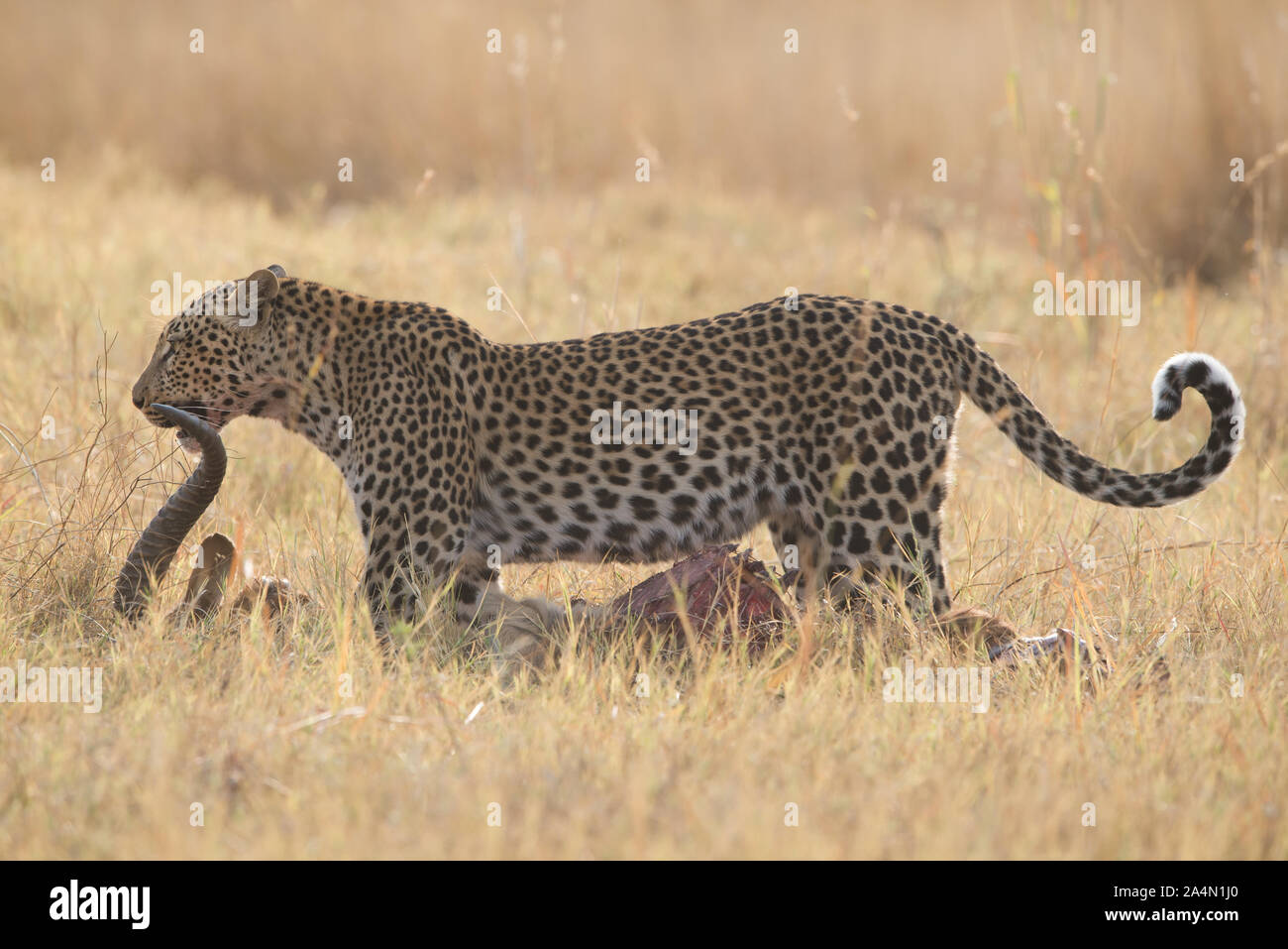 Maschio di leopard (panthera pardus) trascinando i suoi red lechwe uccidere in Moremi National Park (Khwai), Botswana Foto Stock