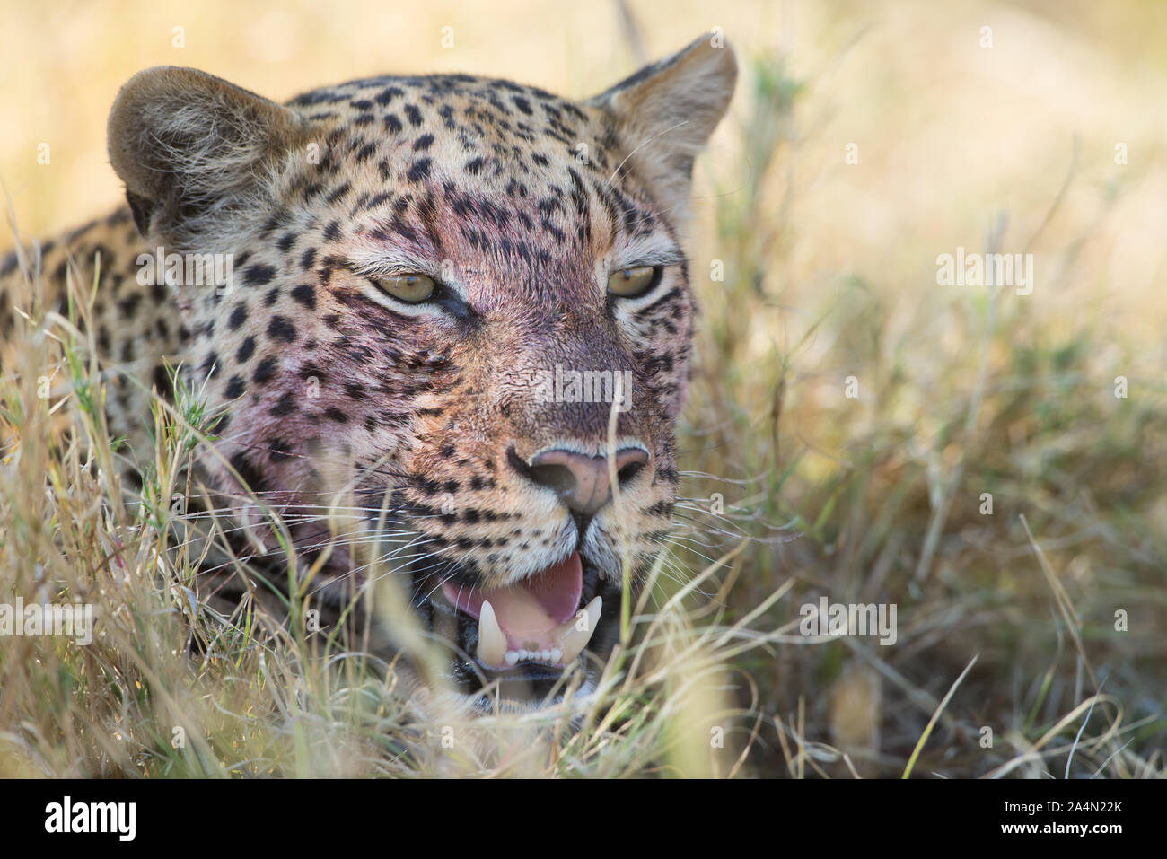 Ritratto di un maschio di leopard (panthera pardus) con un volto insanguinato dopo avente il suo pasto in Moremi National Park, Botswana Foto Stock