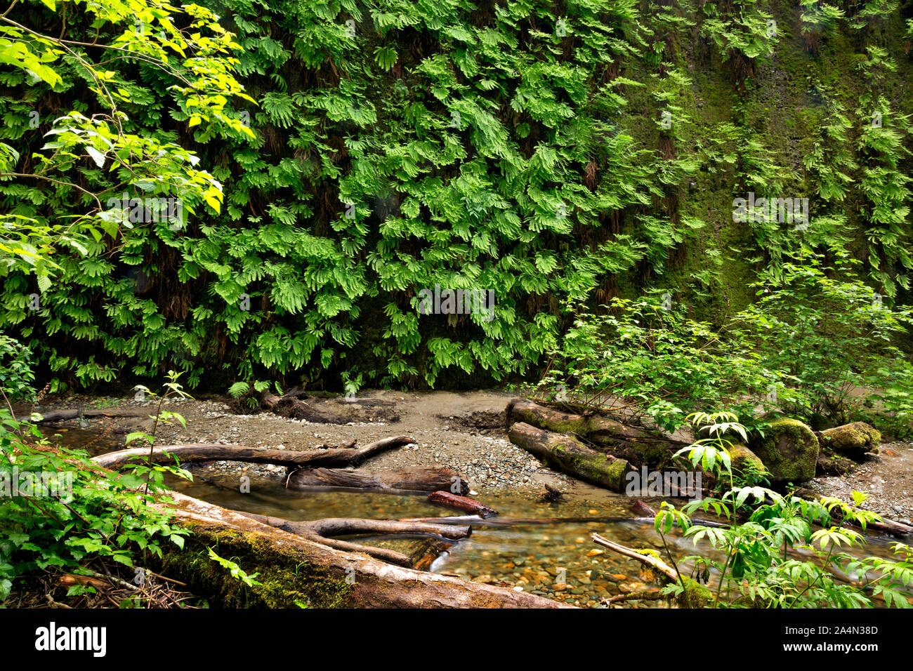 CA03652-00..CALIFORNIA - i registri e una piccola insenatura tra le ripide pareti del canyon di felce in Prairie Creek Redwoods State Park. Foto Stock