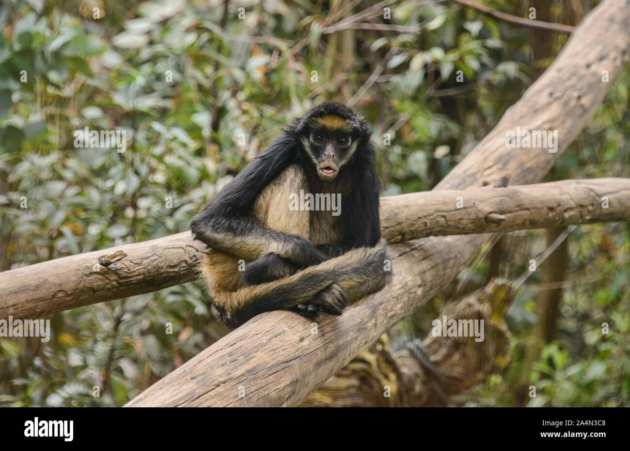 Bianco-panciuto spider monkey (Ateles belzebuth), Ecuador Foto Stock