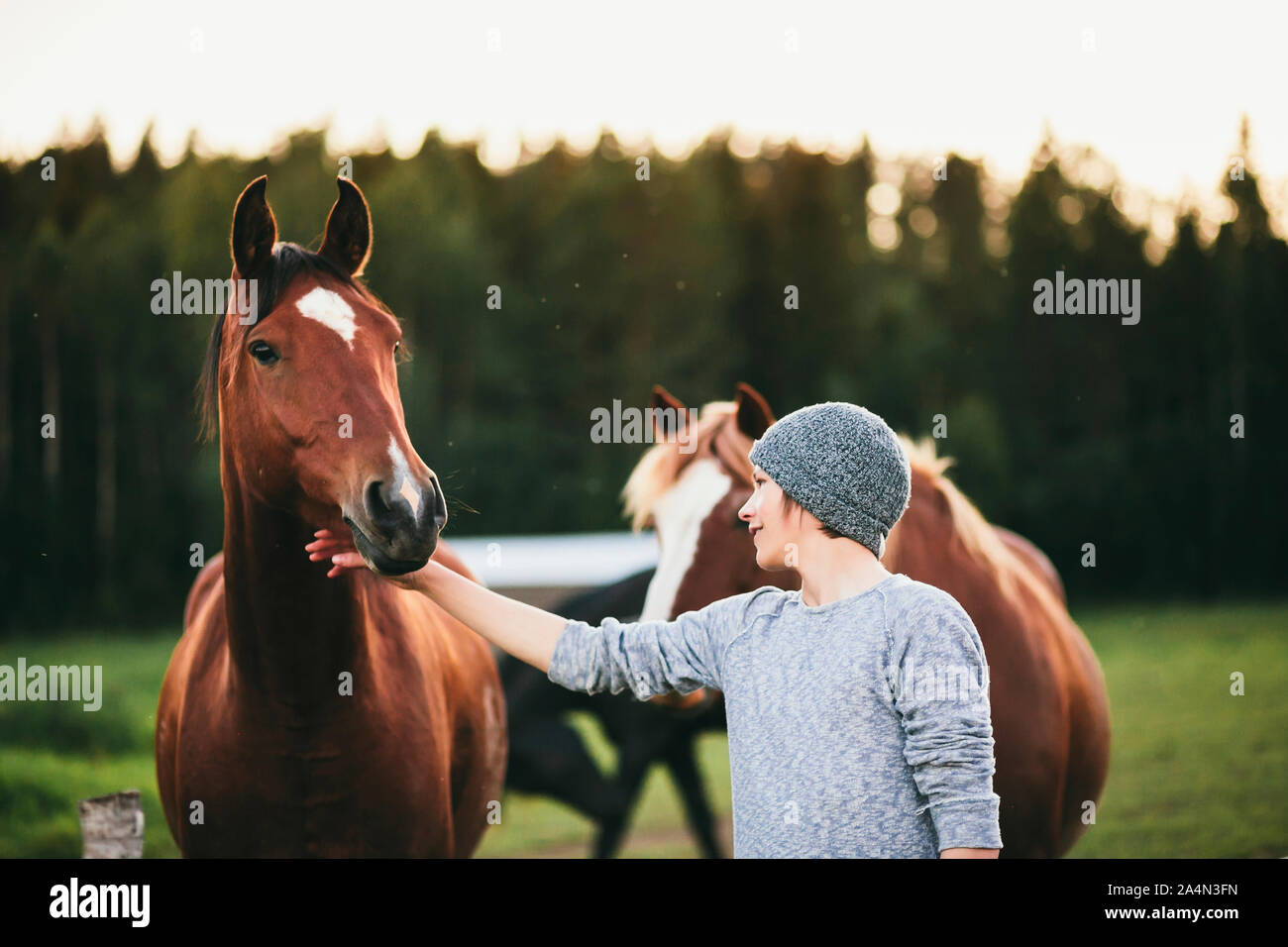 Donna stroking cavallo Foto Stock