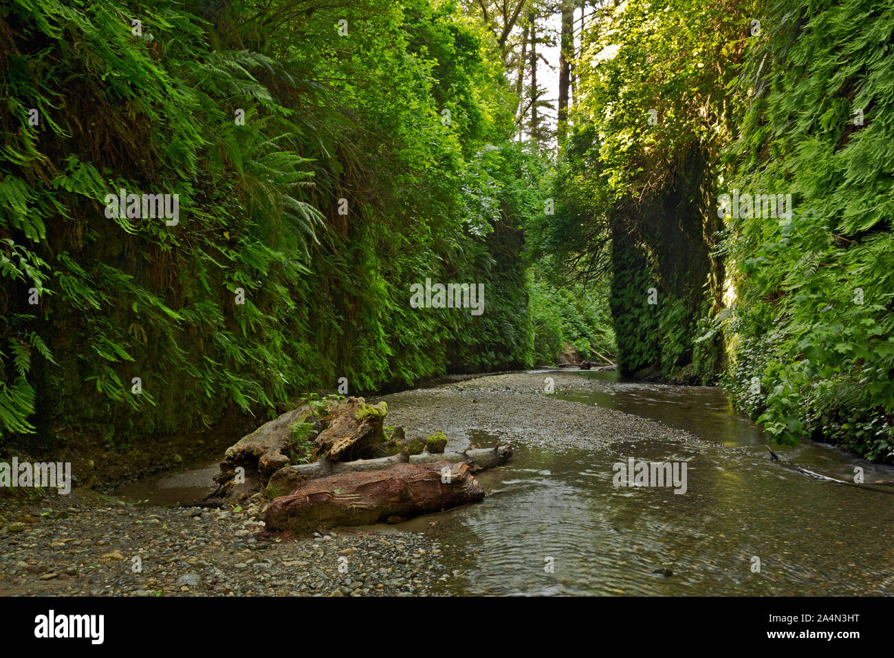 CA0365400..CALIFORNIA - i registri e una piccola insenatura tra le ripide pareti del canyon di felce in Prairie Creek Redwoods State Park. Foto Stock