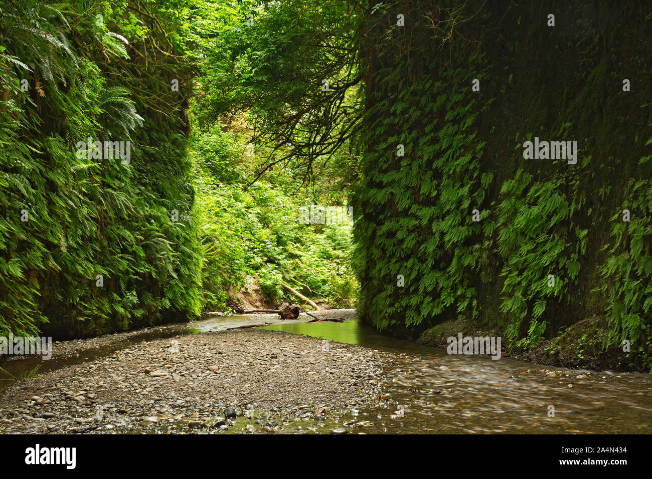CA03661-00...CALIFORNIA - Fern Canyon nella Prairie Creek Redwoods State Park. Foto Stock