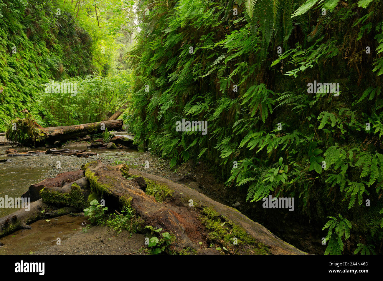 CA03662-00...CALIFORNIA - vecchi log sul pavimento di Fern Canyon nella Prairie Creek Redwoods State Park. Foto Stock