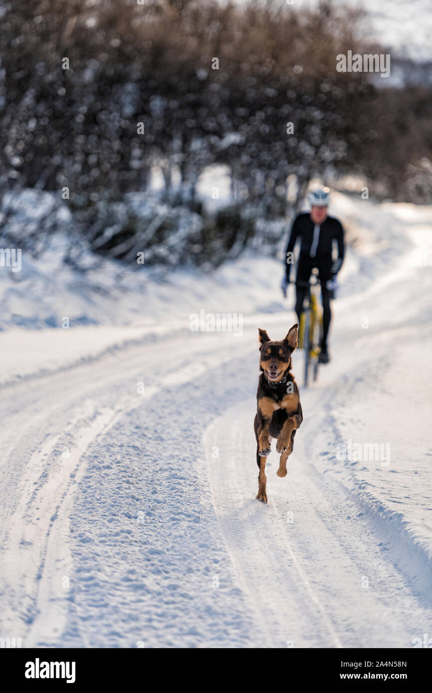 Cane che corre sulla strada invernale Foto Stock