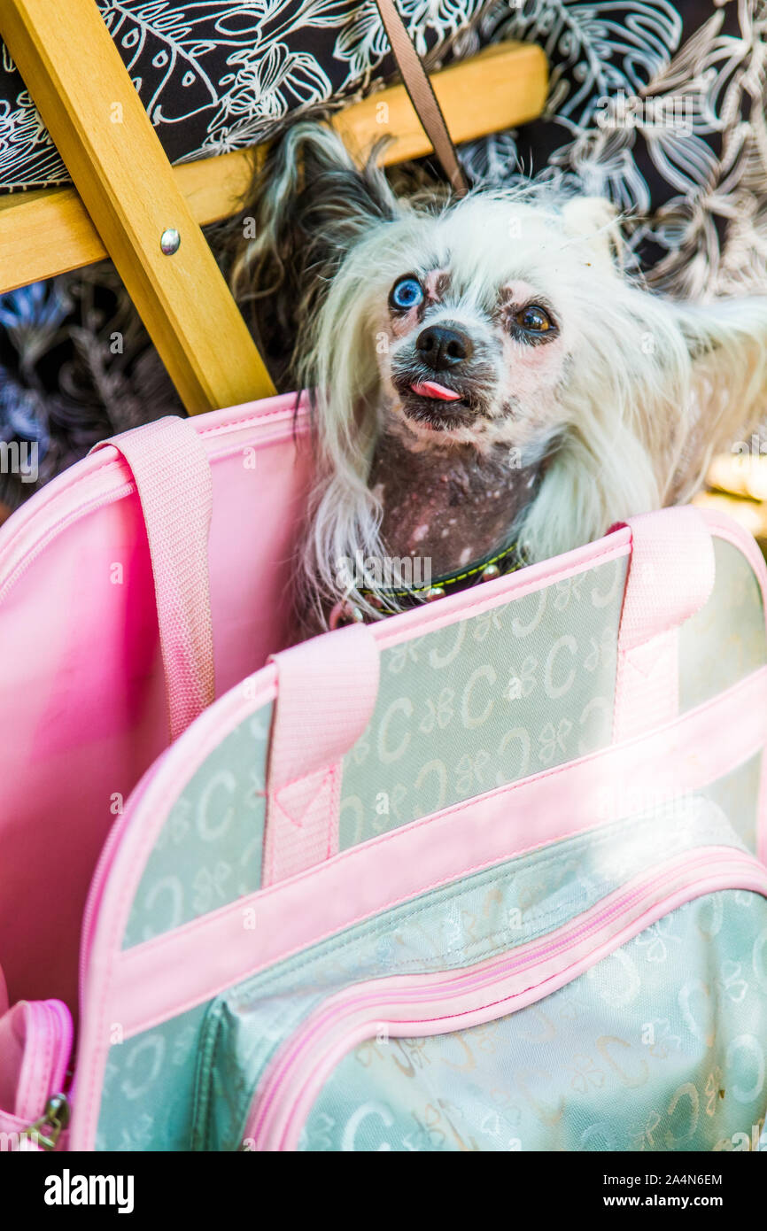 Cane in borsetta immagini e fotografie stock ad alta risoluzione - Alamy