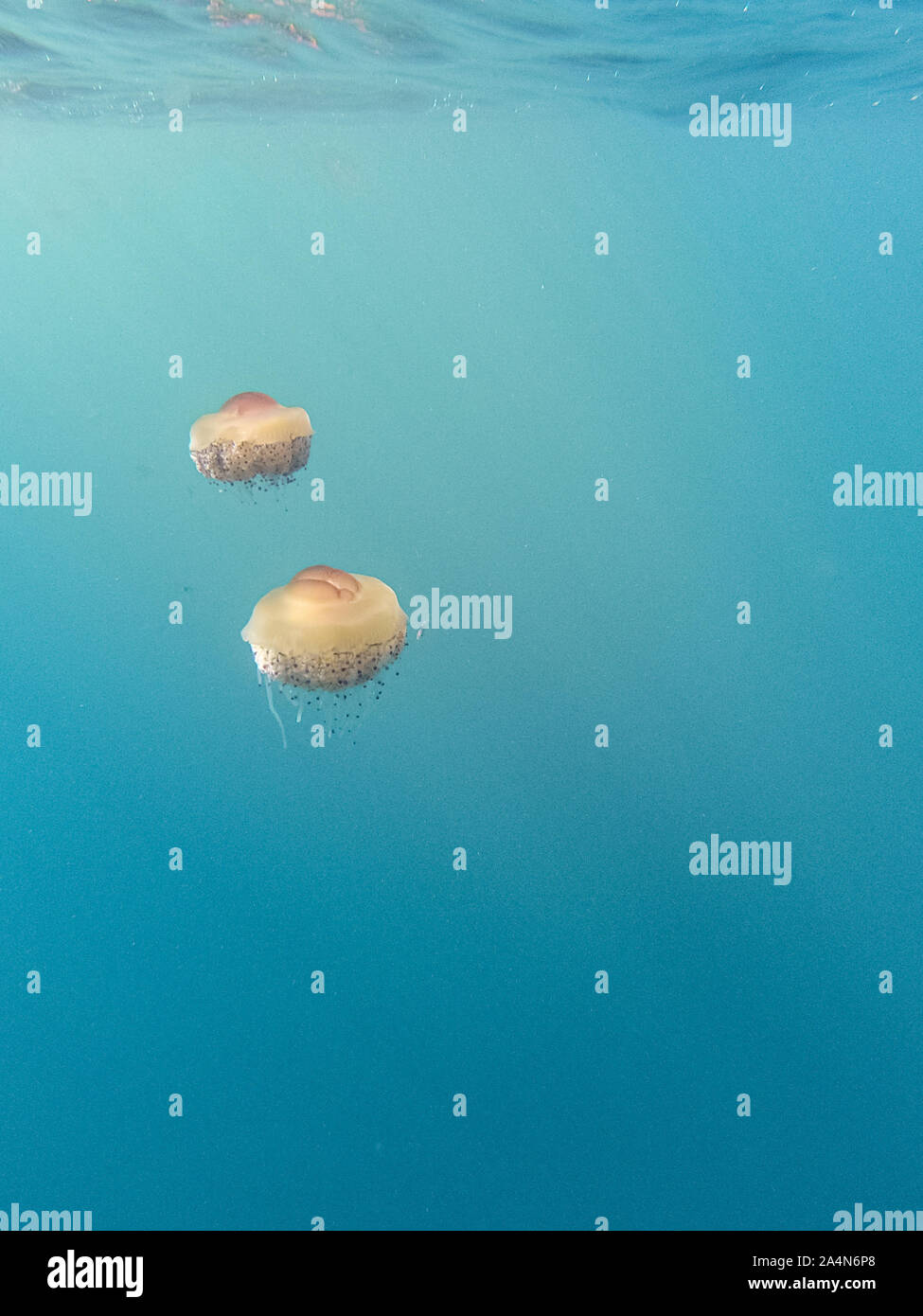 Cotylorhiza tuberculata è una specie di meduse, del phylum Cnidaria, noto anche come il Mediterraneo meduse, Mediterraneo jelly o uovo fritto Foto Stock