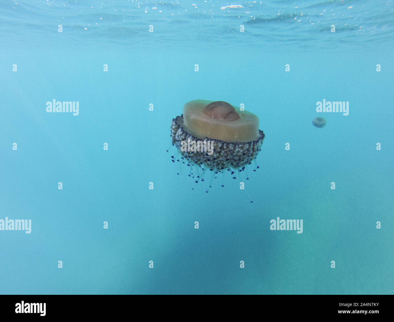 Cotylorhiza tuberculata è una specie di meduse, del phylum Cnidaria, noto anche come il Mediterraneo meduse, Mediterraneo jelly o uovo fritto Foto Stock