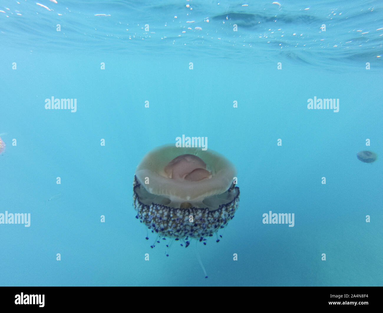 Cotylorhiza tuberculata è una specie di meduse, del phylum Cnidaria, noto anche come il Mediterraneo meduse, Mediterraneo jelly o uovo fritto Foto Stock