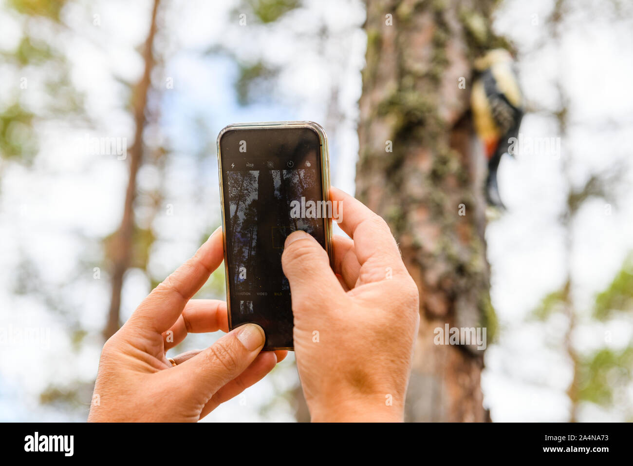 Le mani con un telefono cellulare Foto Stock