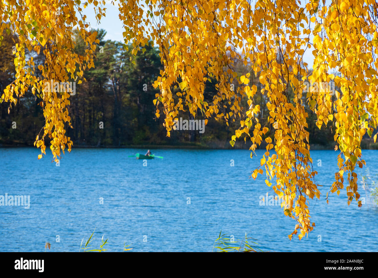 Meraviglioso paesaggio autunnale con un bel colore giallo e di colore arancio betulla e legno barca da pesca Foto Stock