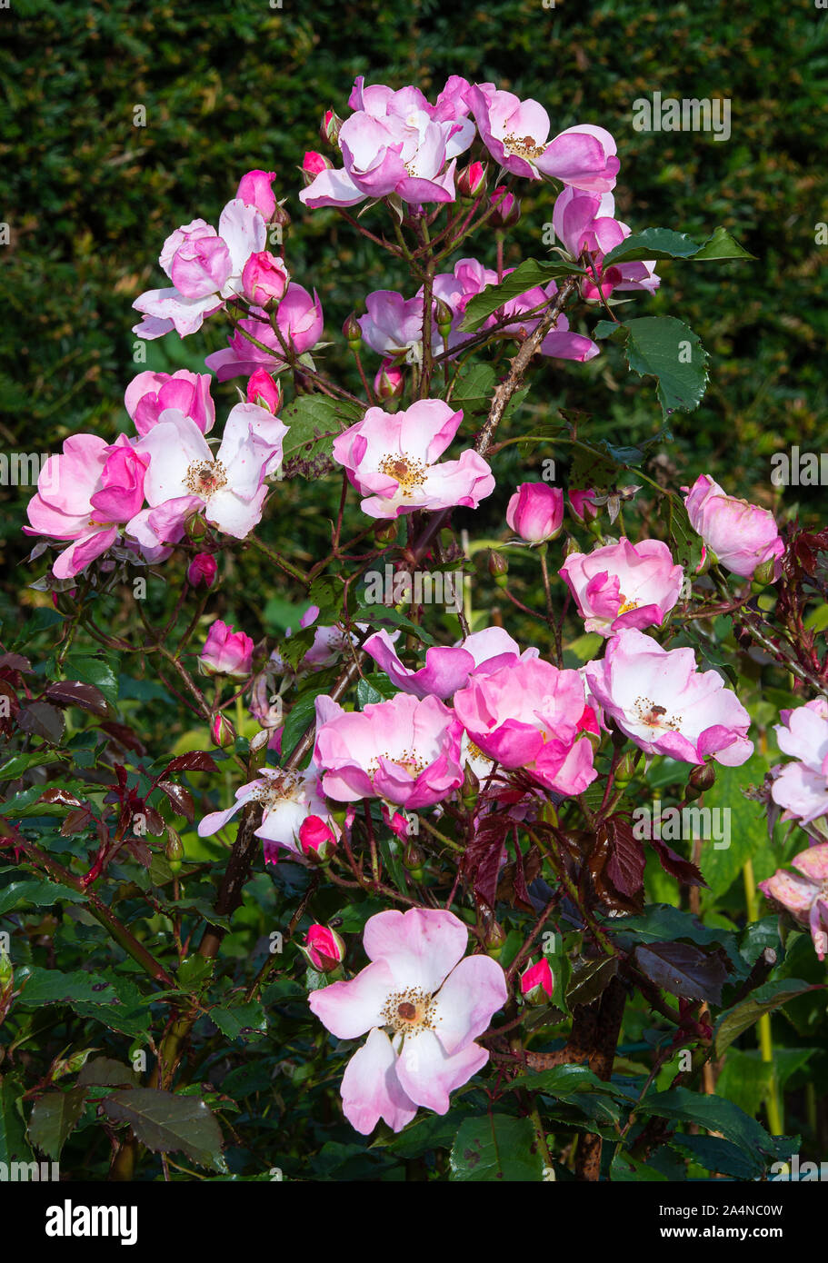 Un Wild Dog Rose Bush in fiore in un giardino a Sawdon North Yorkshire Inghilterra Regno Unito Regno Unito Foto Stock