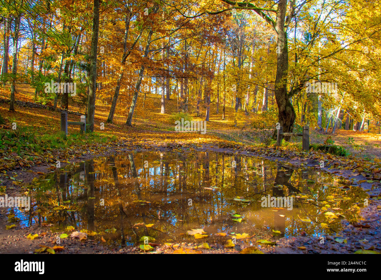 Meraviglioso paesaggio autunnale con un bel colore giallo e arancione alberi colorati e riflessioni in una pozza Foto Stock