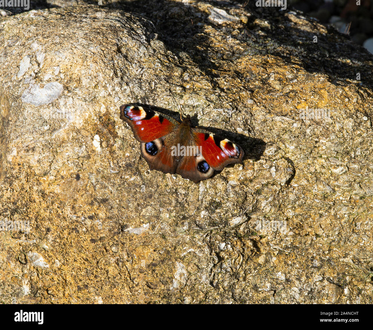 Una bella farfalla Peacock prendere il sole su una roccia di granito in un giardino a Sawdon North Yorkshire Inghilterra Regno Unito Foto Stock