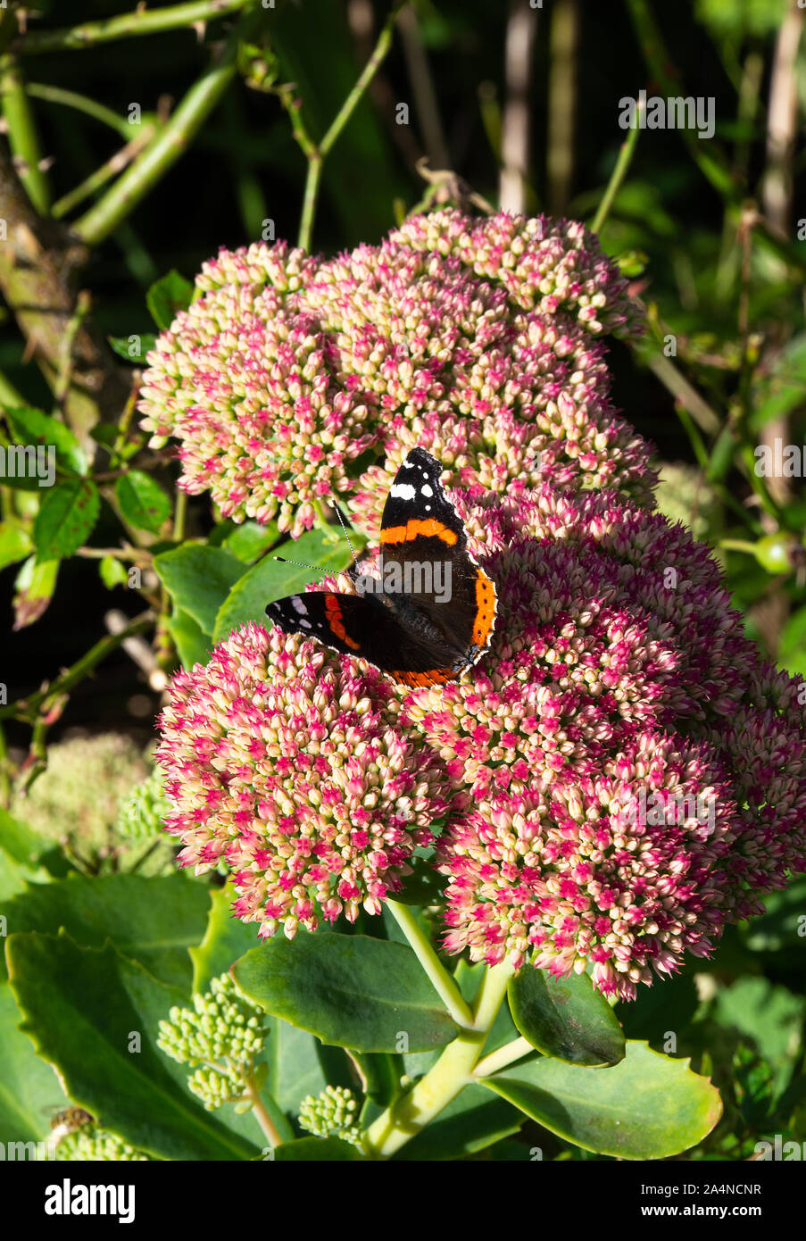Un ammiraglio rosso farfalla alimentazione su Nectar su una gioia di autunno di testa di fiore di Sedum in un giardino vicino a Sawdon North Yorkshire Inghilterra Regno Unito Foto Stock