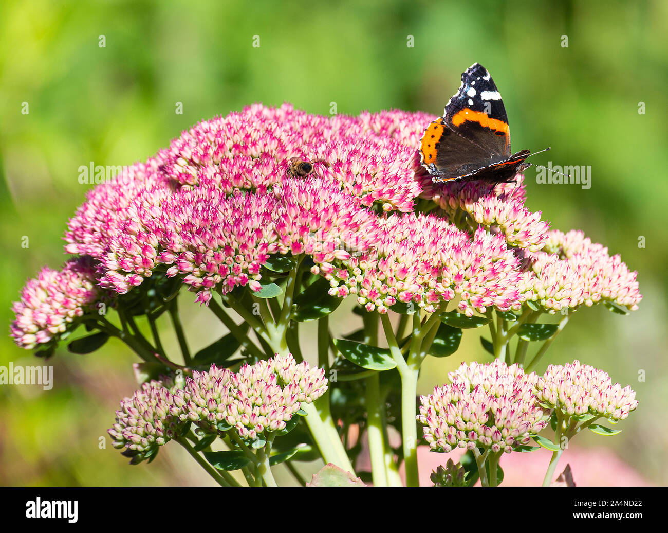 Un ammiraglio rosso farfalla alimentazione su Nectar su una gioia di autunno di testa di fiore di Sedum in un giardino vicino a Sawdon North Yorkshire Inghilterra Regno Unito Foto Stock