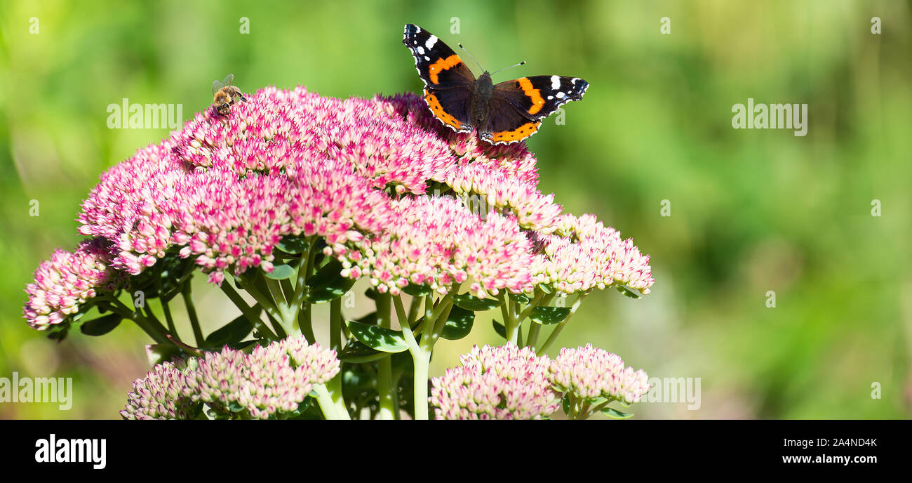 Un ammiraglio rosso farfalla alimentazione su Nectar su una gioia di autunno di testa di fiore di Sedum in un giardino vicino a Sawdon North Yorkshire Inghilterra Regno Unito Foto Stock
