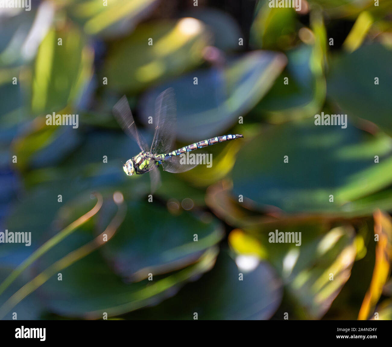Una bella colorata Migrant Hawker DragonFly in volo sopra l'acqua in un giardino a Sawdon North Yorkshire Inghilterra Regno Unito Foto Stock