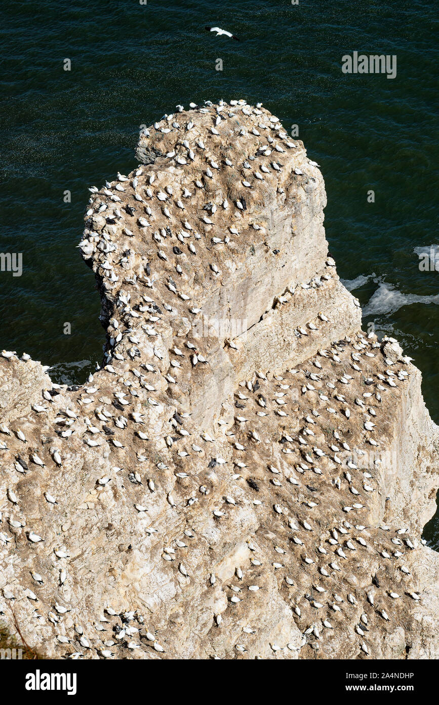 Una colonia di Gannets settentrionali su uno stack di roccia alle scogliere di Bempton North Yorkshire Inghilterra Regno Unito Foto Stock