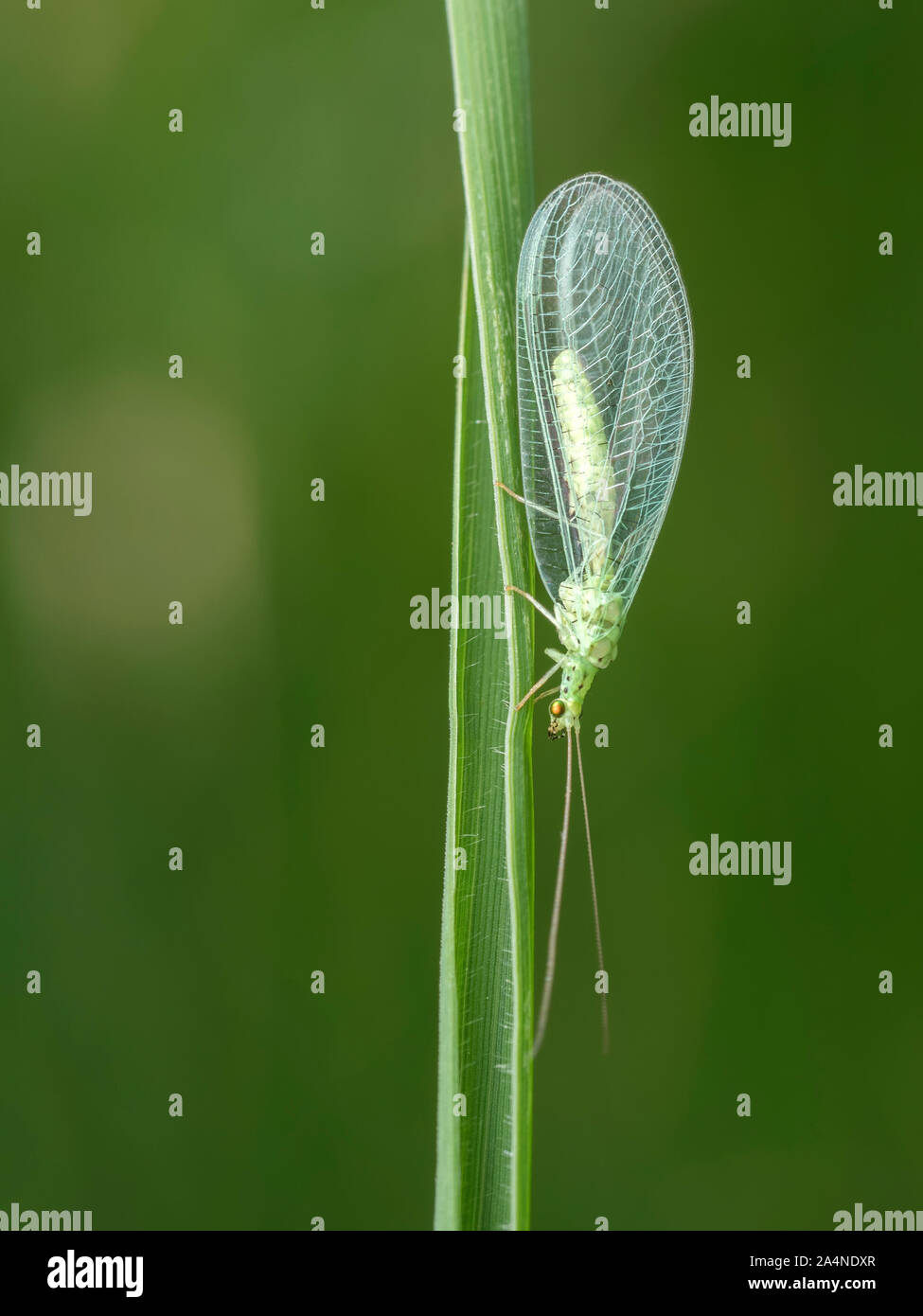 Green Lacewing appollaiato sul gambo di erba. Tipperary, Irlanda Foto Stock