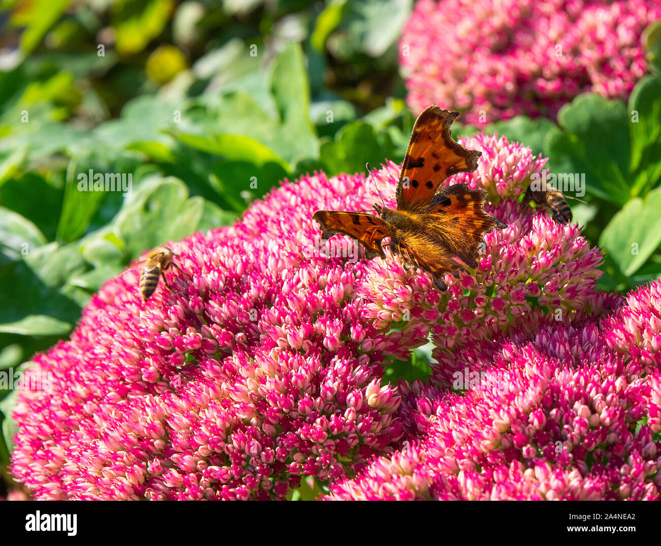 Una bella virgola Butterfly e Bees alimentare su un grande Pink Sedum Bloom gioia d'autunno in un giardino a Sawdon North Yorkshire Inghilterra Regno Unito Foto Stock