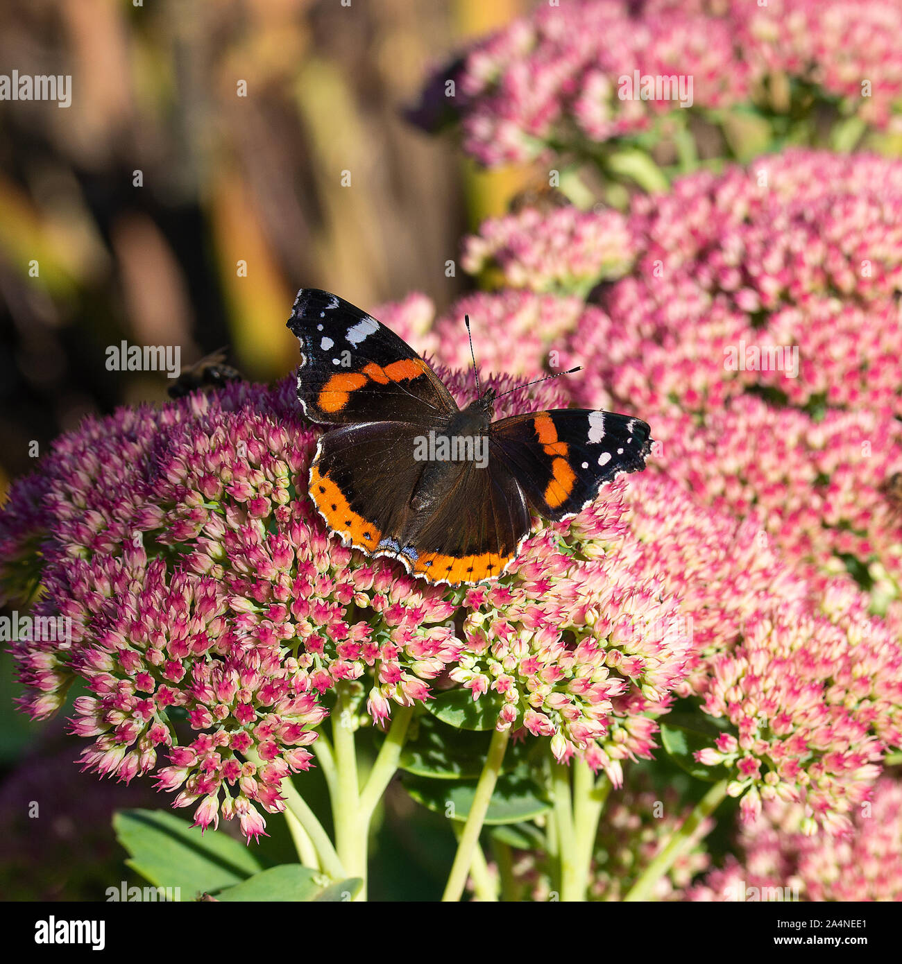 Un ammiraglio rosso farfalla alimentazione su Nectar su una gioia di autunno di testa di fiore di Sedum in un giardino vicino a Sawdon North Yorkshire Inghilterra Regno Unito Foto Stock