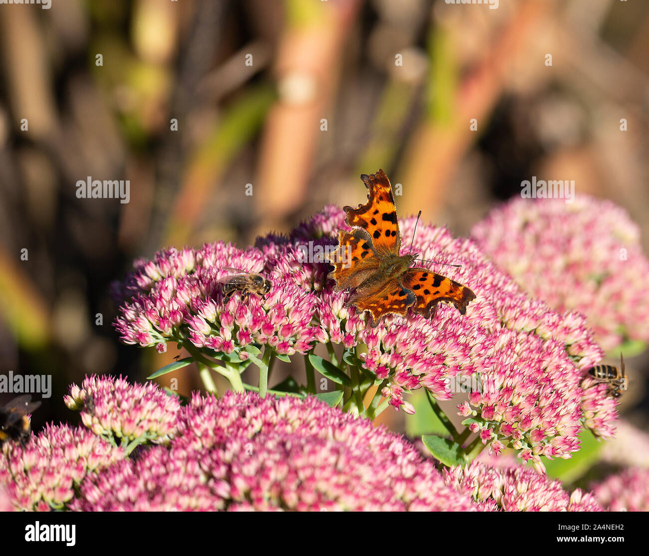 Una bella virgola Butterfly e Bees alimentare su un grande Pink Sedum Bloom gioia d'autunno in un giardino a Sawdon North Yorkshire Inghilterra Regno Unito Foto Stock