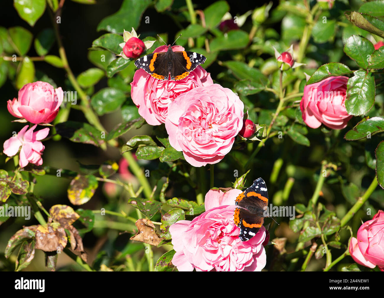 Bella Red Admiral Butterflies In Cerca di Nectar su una rosa rosa su cui da Feed in un giardino a Sawdon vicino Scarborough North Yorkshire Inghilterra UK Foto Stock