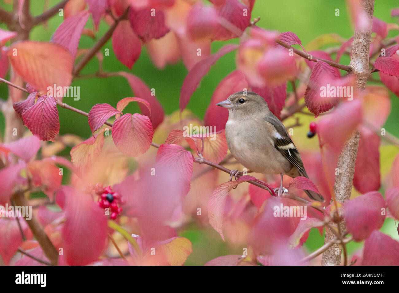 Fringuello (femmina) - Fringilla coelebs - in autunno si appollaia in arbusto pallon di maggio - Regno Unito Foto Stock