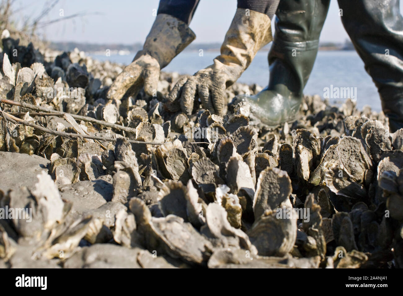 L'uomo la raccolta di molluschi e crostacei Foto Stock