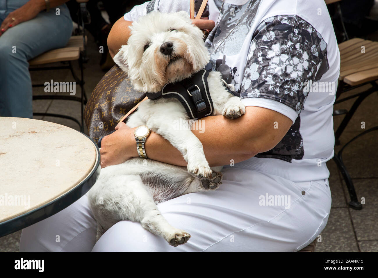 Le donne in una caffetteria con un piccolo cane sul suo grembo, Foto Stock