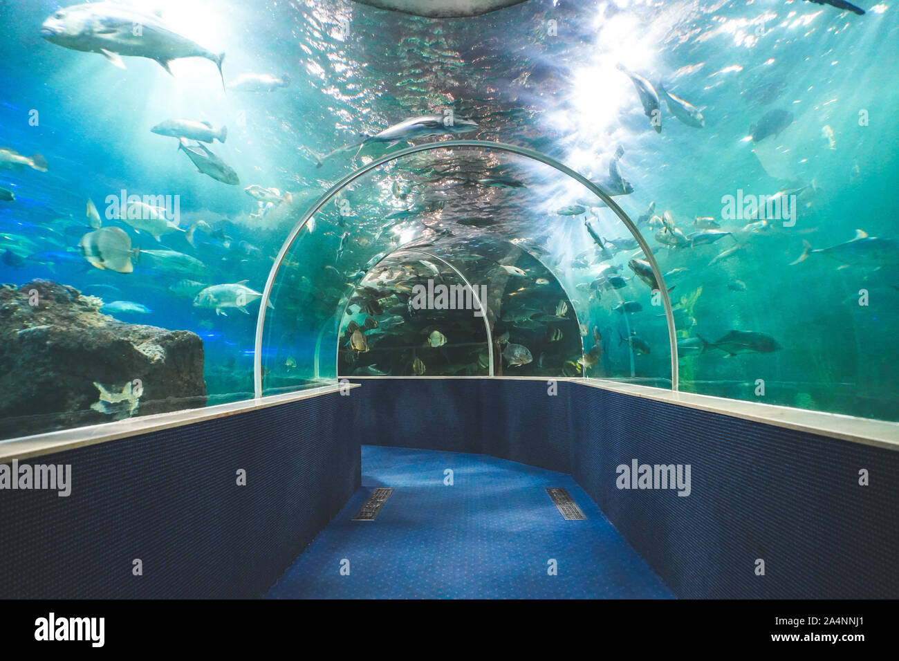 Corridoio di mare e vasca acquario con pesci della metropolitana di nuoto Foto Stock