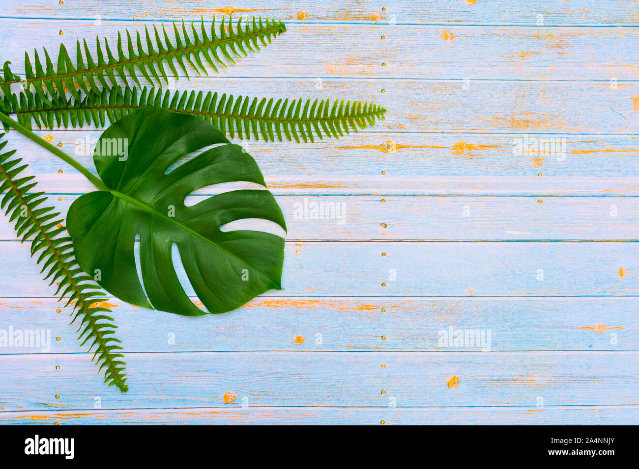 Tropical palm di foglie e fiori di monstera su una tavola di legno sfondo blu. Layout creativi di queste foglie tropicali su uno sfondo blu. Concetto di estate. F Foto Stock