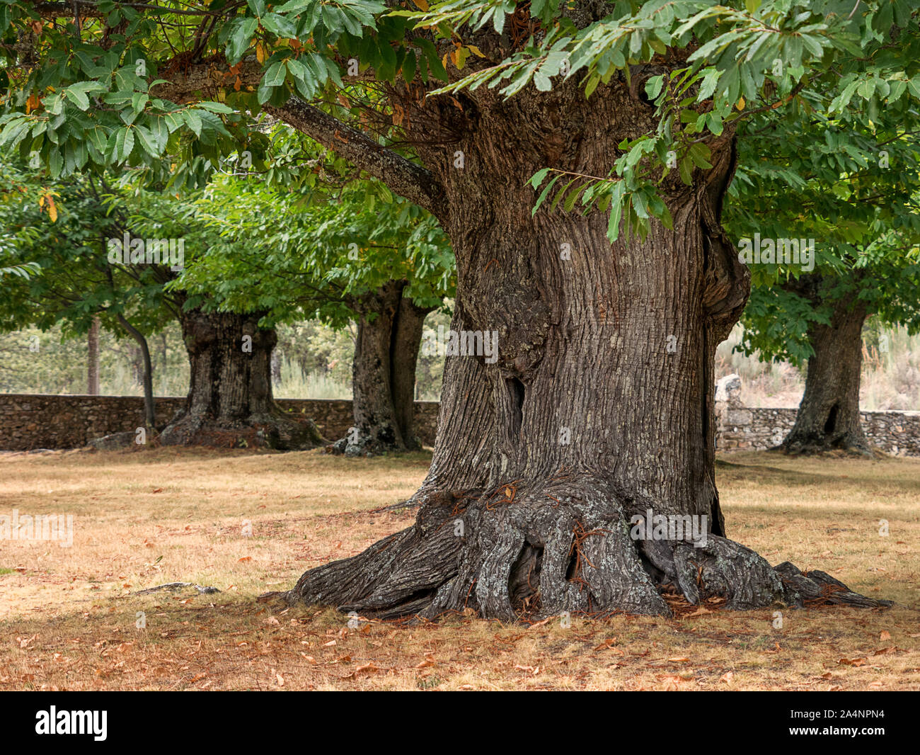 Mille anni di grande castagno con un molto grosso tronco. Sanabria, Zamora, Spagna Foto Stock