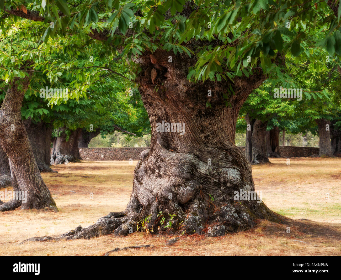 Mille anni di grande castagno con un molto grosso tronco. Immagine morbida (Orton effetto). Sanabria, Zamora, Spagna Foto Stock