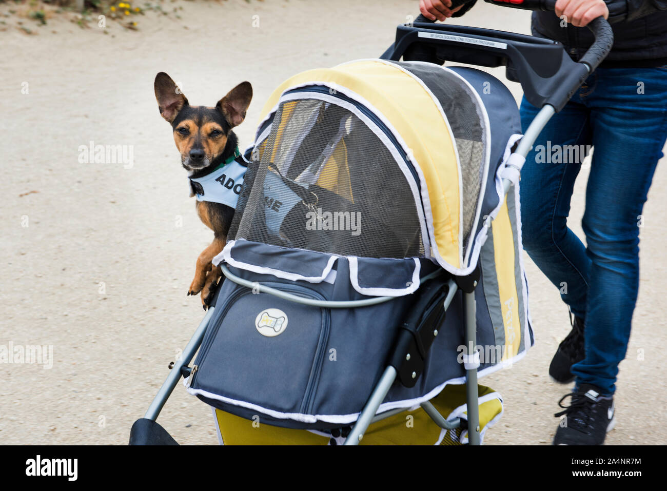 Shelter cane per adozione su una gita al mare Foto Stock
