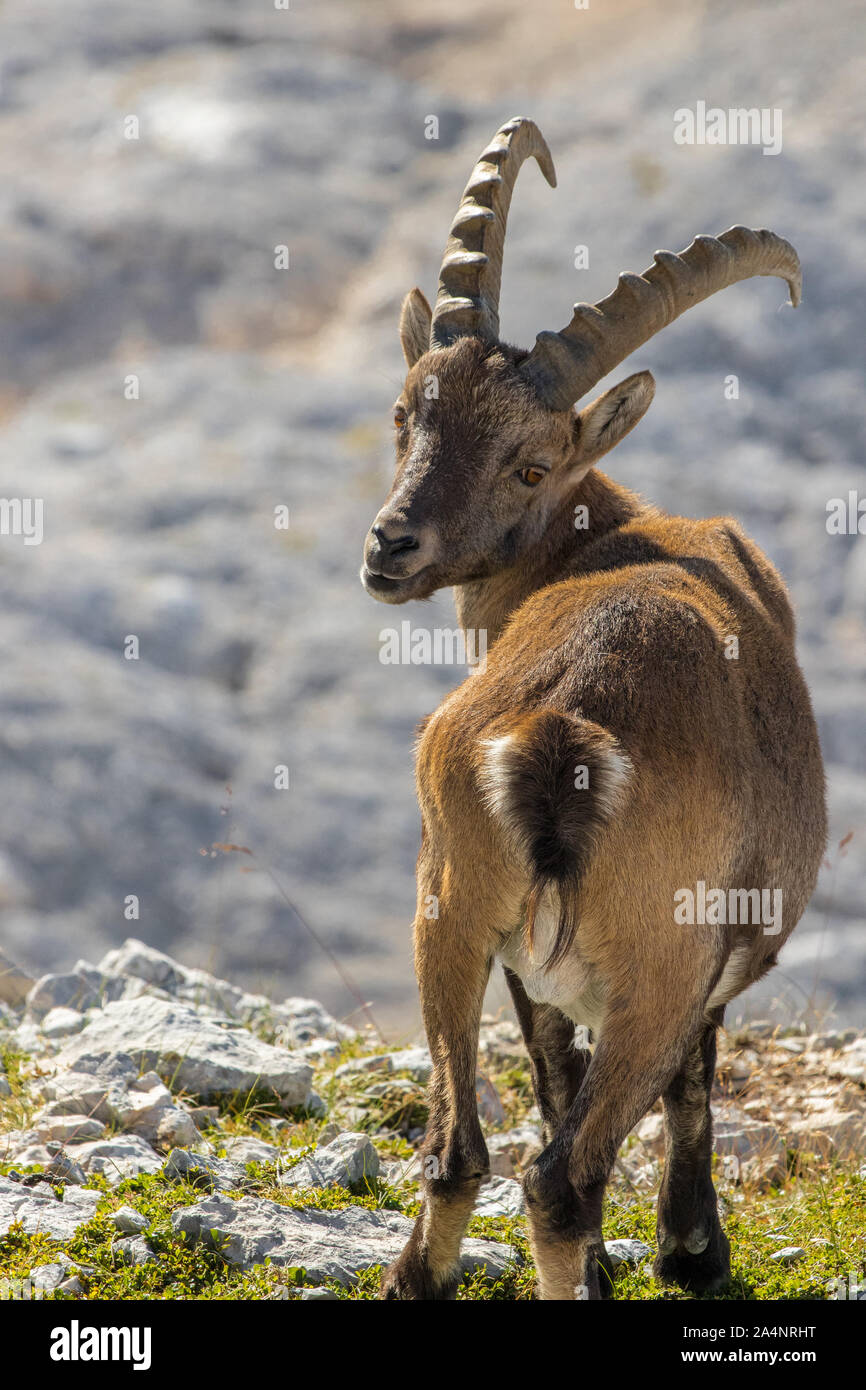 Giovani Ibex guardando verso la telecamera Foto Stock