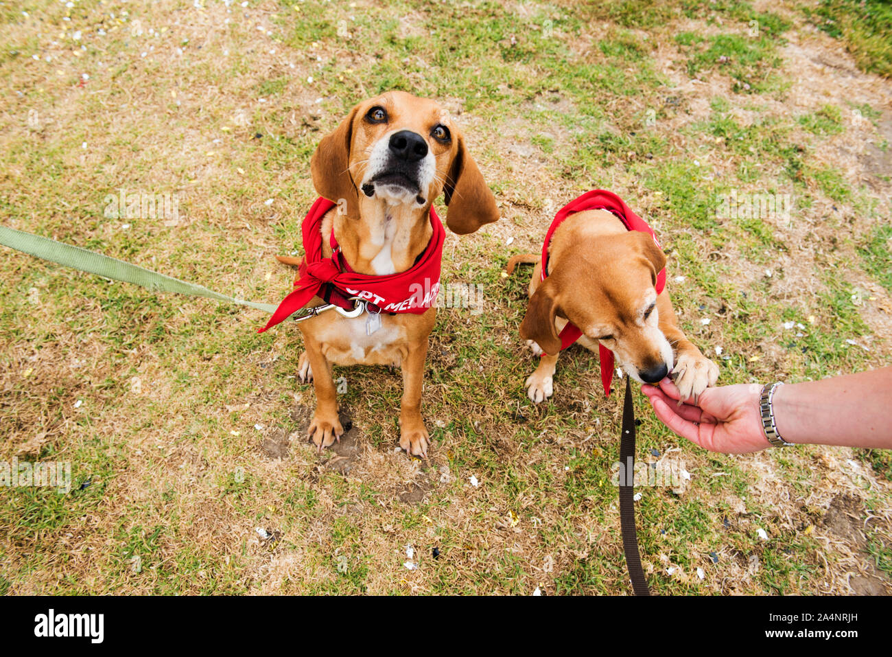 Shelter cane per adozione su una gita al mare Foto Stock